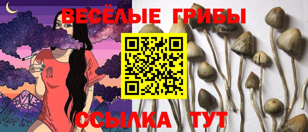 Галлюциногенные грибы GOLDEN TEACHER  Вход с VPN  Кострома  Псилоцибиновые грибы Psilocybe 